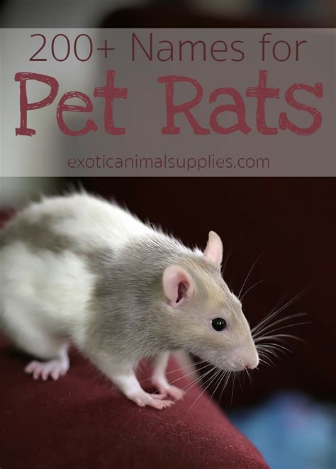 Pet Rat Names - Male, Female, & Pairs - Exotic Animal Supplies