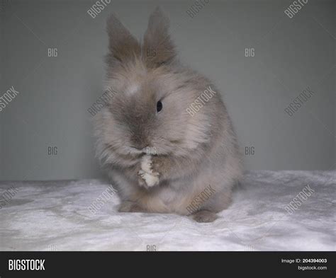 Cute Lionhead Bunny