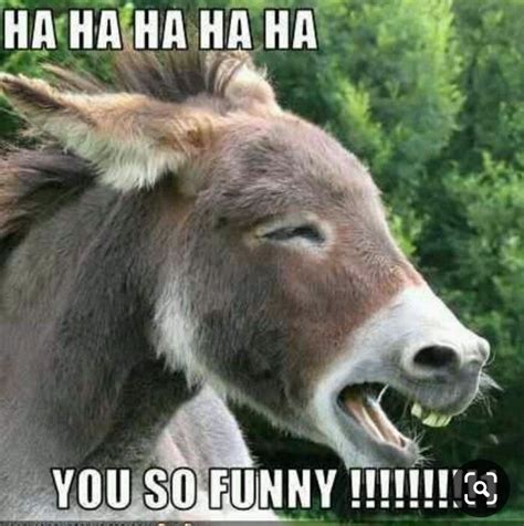 Pin By Angela Malott On Donkey Memes Funny Jokes In Hindi Funny