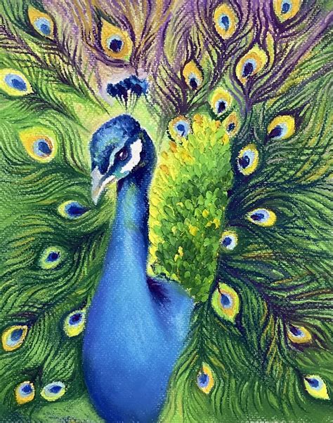 Peacock Pictures Drawing