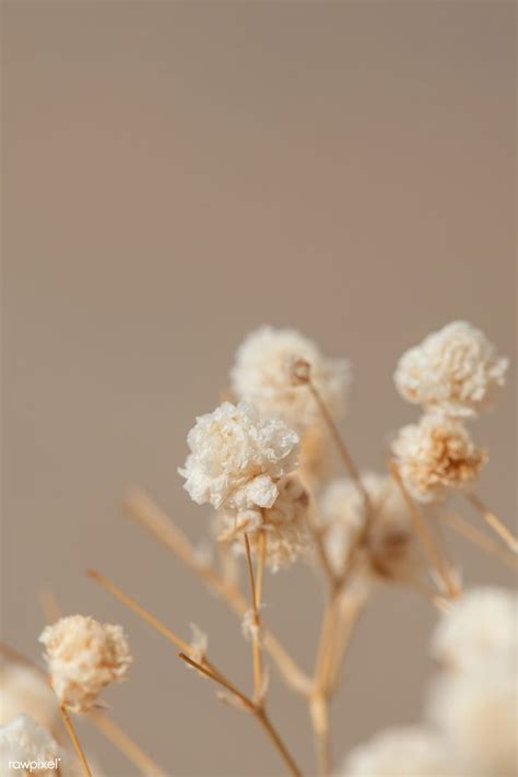 Dried Gypsophila Flowers Macro Shot Premium Image By Rawpixel