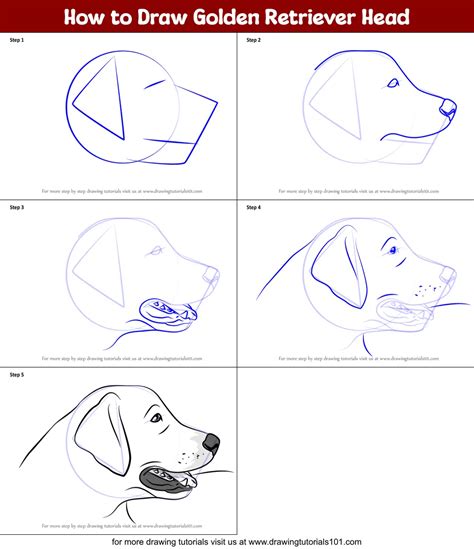 How To Draw A Golden Retriever Face Step By Step