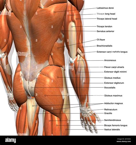 Labeled Anatomy Chart Of Male Lower Back Muscles On White Background