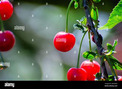 New Harvest Of Prunus Cerasus Sour Cherry Tart Or Dwarf Cherry In