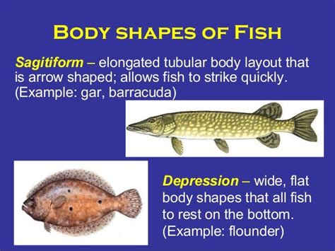 Lsu Mns Gulf Coast Sea Life Fish