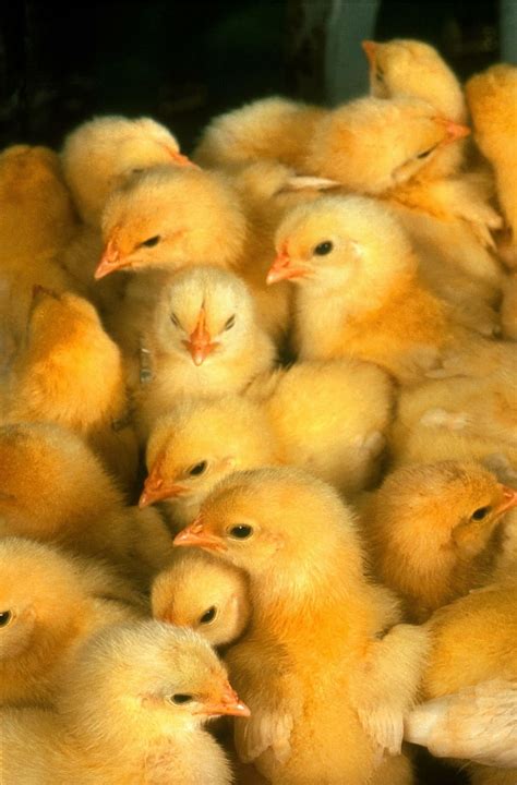 Baby Chick Wallpapers - Top Free Baby Chick Backgrounds - WallpaperAccess