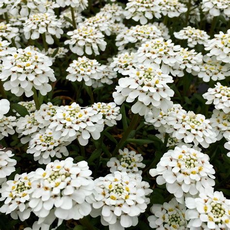 Иберис вечнозеленый «Alexander's White» - Iberis sempervirens ...