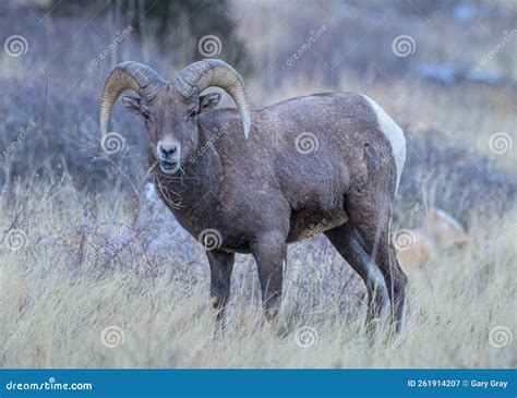 Colorado Bighorn Ram Colorado Rocky Mountain Bighorn Sheep Stock Image