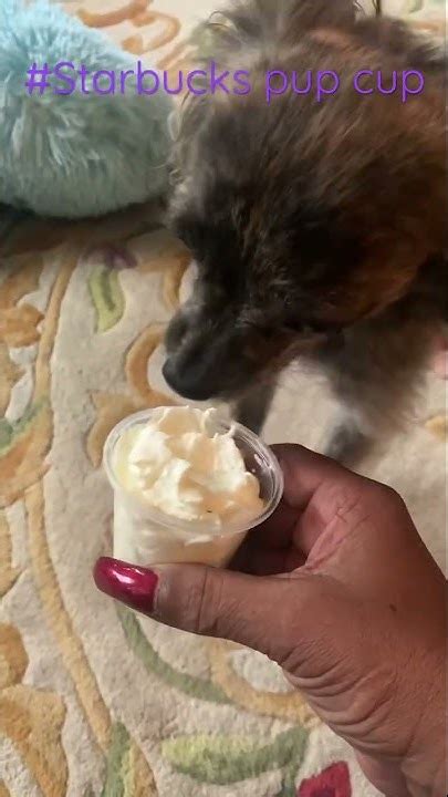 Starbucks Pup Cup Youtube