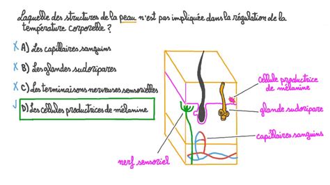 Vidéo Question Identifier La Partie De La Peau Non Impliquée Dans La Régulation De La