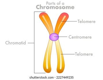 Chromosome Parts Anatomy Diagram Telomere Centromere Stock Vector ...