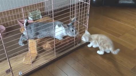 新入り子猫が先住ウサギと初対面！同居は可能なの？ アメキャッツblog