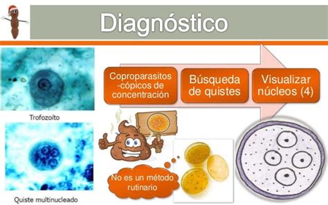 Entamoeba Histolytica Y Giardia Lamblia Diagnóstico Tratamiento Y P