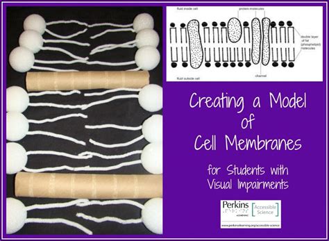 Cell Membrane Model Perkins School For The Blind