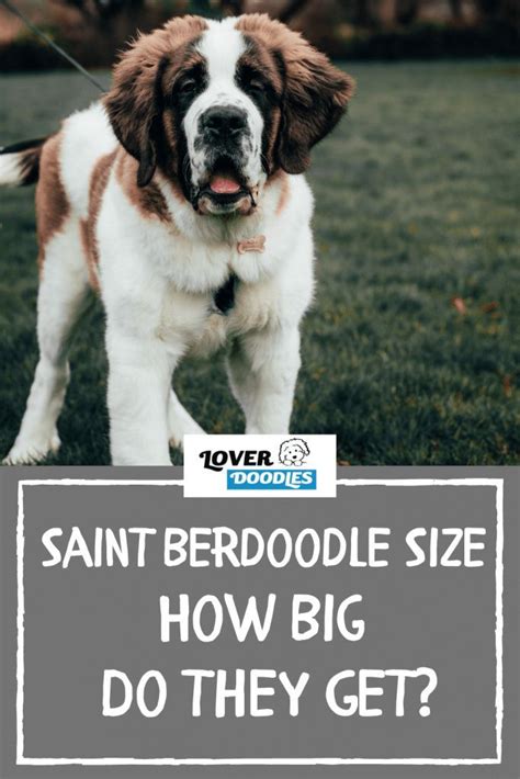 Saint Berdoodle Size - How Big Do They Get? | St berdoodle, Doodle dog ...