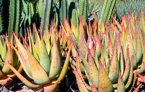 Garden Dancing The Amazing World Of Succulents