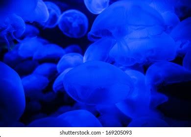 Translucent Moon Jellyfish Aurelia Aurita Illuminated Stock Photo