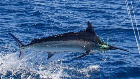 Black, Blue and Striped Marlin fishing in Vilanculos - Big Blue Vilankulo