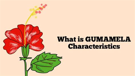 What is Gumamela Characteristics? (Uncovering its Distinctive Traits)