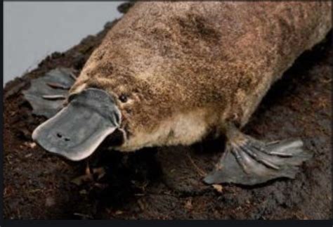 Platypus With Large Webbed Feet Aquatic Adaptations