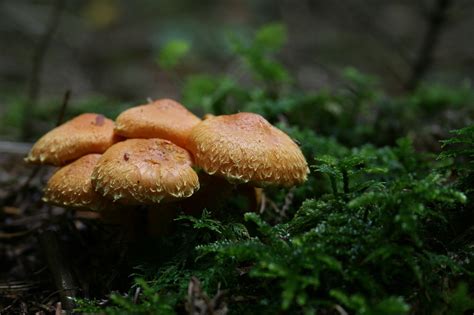 V Ce Ne Obr Zk Na T Ma Armillaria Mellea A Houby Zdarma Pixabay