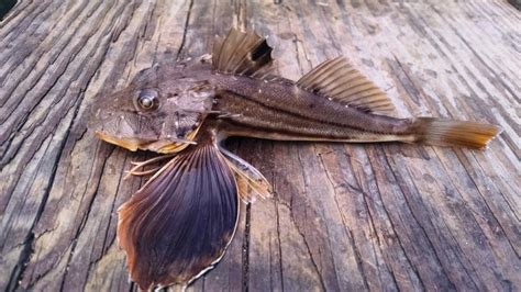 Sea Robin Striped Silverlake