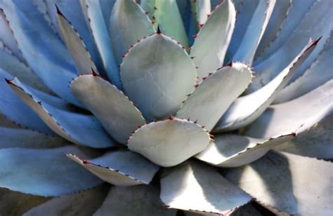 Agave Caracter Sticas Reproducci N H Bitat Usos Planta Flores