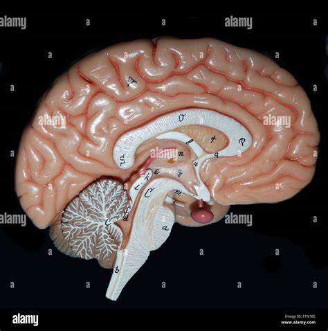 Brain Anatomy Map Updated Human Brain Map Reveals Nearly 100 New