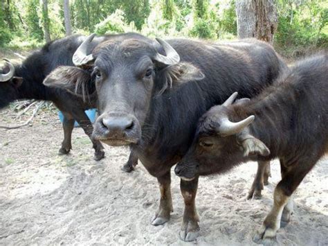 Where to Buy Water Buffalo Milk in the U.S.