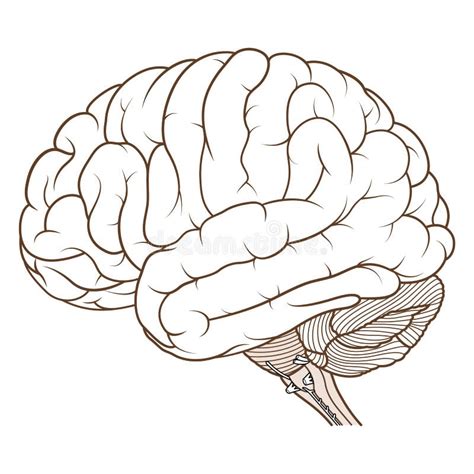 人脑解剖学侧视图的色的大脑平展 向量例证 插画 包括有 健康 内存 上色 查出 头脑 智力 126298678