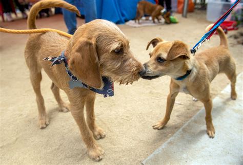 OC Animal Shelter pups in search of forever homes capture hearts at ...