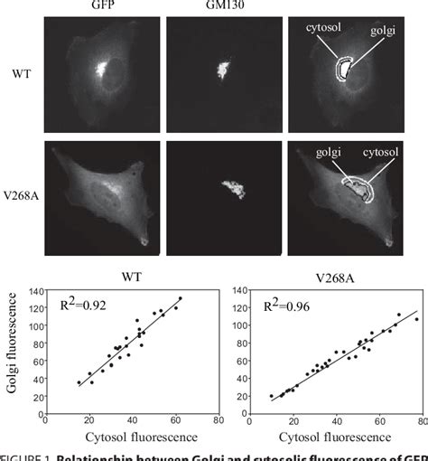 Figure From Topology Of Amphipathic Motifs Mediating Golgi