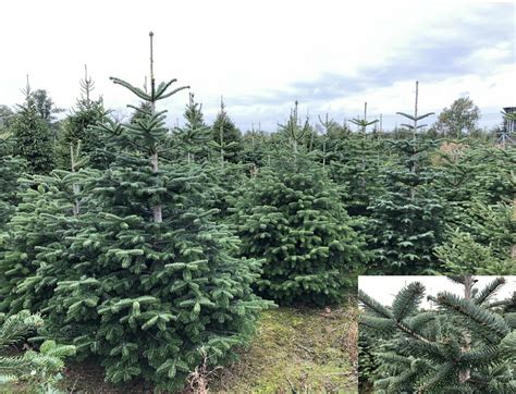 Nordmann Fir Potted