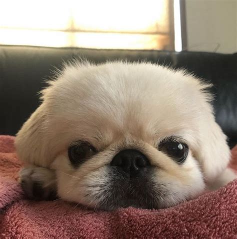 15 Realities That New Pekingese Owners Must Accept Page 2 Of 5 The