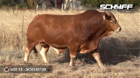 Lot 13 Schyff Beefmasters 3 Aug 2021 Youtube