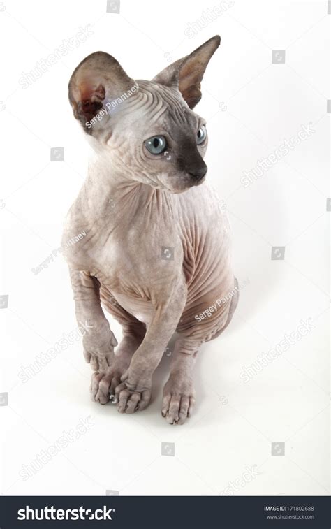 Photo Naked Cat Sphinx Stock Photo Edit Now