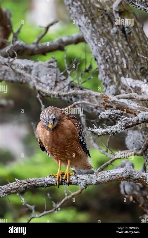 Red Shouldered Hawk Buteo Lineatus In A Monterey Cypress Forest In