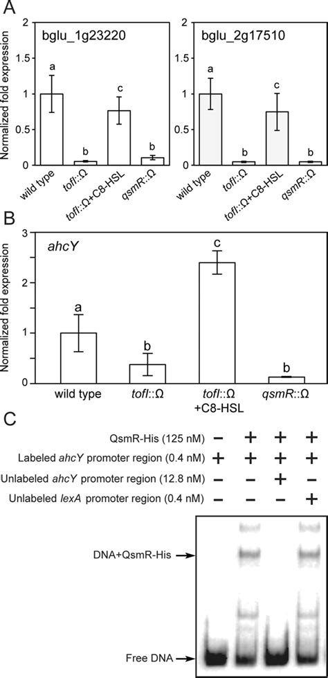 Activation Of S Adenosylmethionine Sam Dependent Methyltransferase