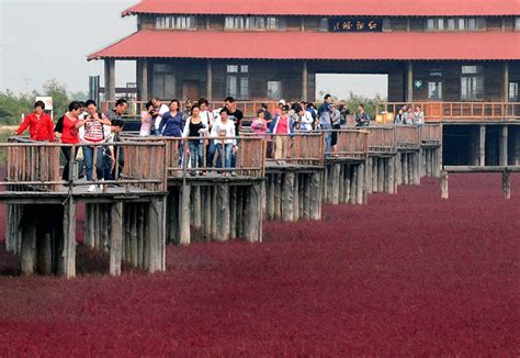 Panjin Red Beach, China | Amusing Planet