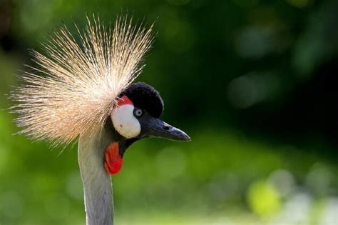 Premium Photo Crowned Crane A Portrait