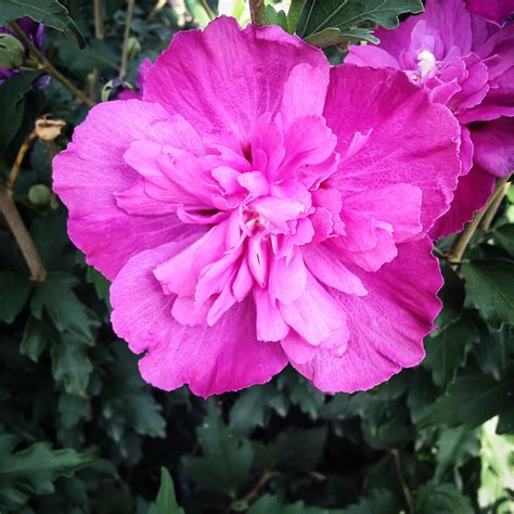 Raspberry Smoothie™ Hardy Hibiscus For Sale Online The Tree Center