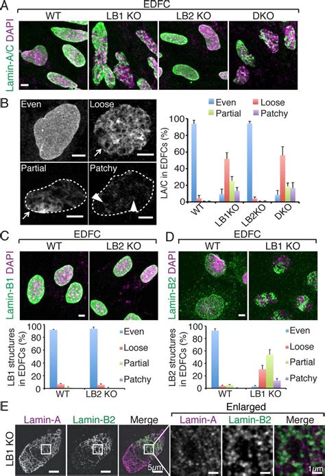 Lamin B1 Regulates The Assembly Of Lamin A C And Lamin B2 In EDFCs A