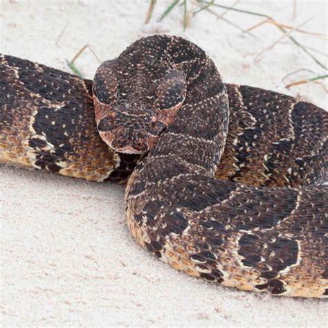 What Is A Puff Adder Snake - Snake Poin