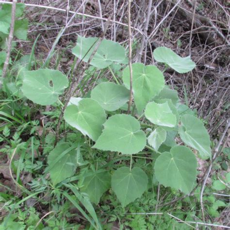 Malveae From Yaupon Trail McKinney Roughs Nature Park Bastrop County