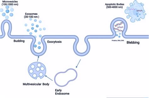 Schematic Representation Of Evs Biogenesis Download Scientific Diagram