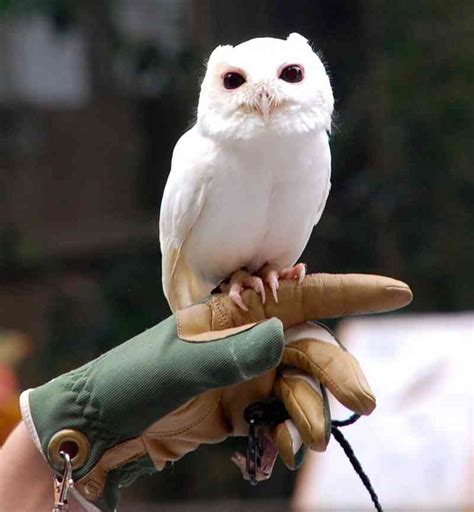 Albino Owl : r/Owls