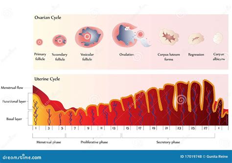 Menstrual Cycle Calendar And Reproductive System Cartoon Vector