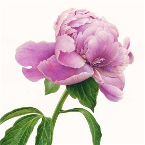 Karen Klugleinさん karenkluglein Instagram写真と動画 Botanical painting