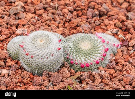 Cactus mammillaria muehlenpfordtii en tierra de piedra marrón en otoño