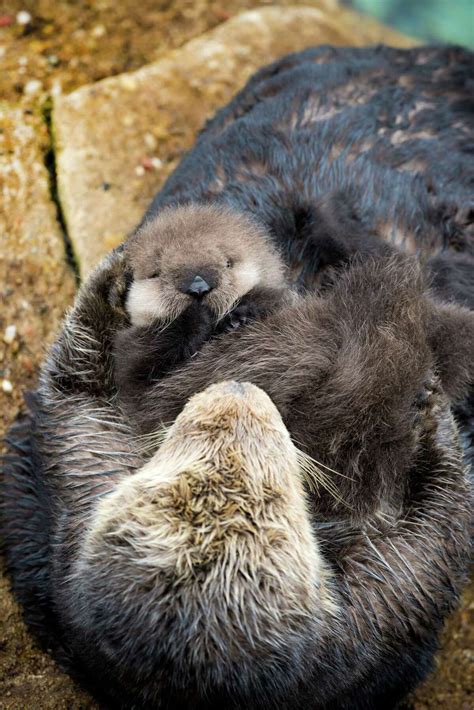 Sea Otter Births Pup Inside Aquariums Tide Pool As Onlookers Watch